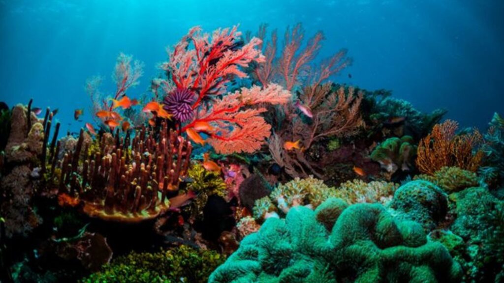 Tutela del mare, ecologia e barriera corallina – Paper Eco