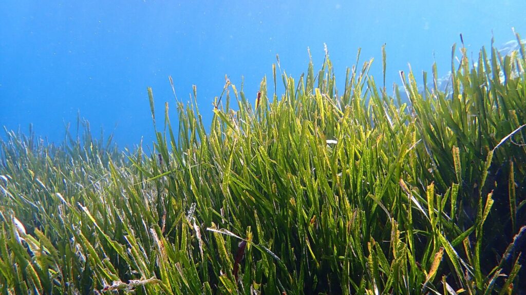 Tutela del mare, ecologia e barriera corallina – Paper Eco