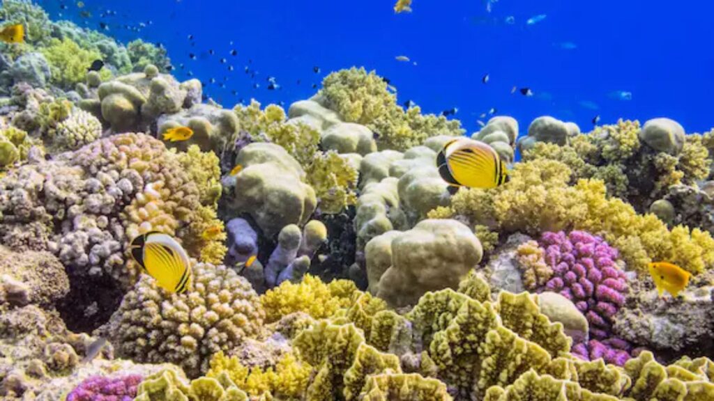 Tutela del mare, ecologia e barriera corallina – Paper Eco