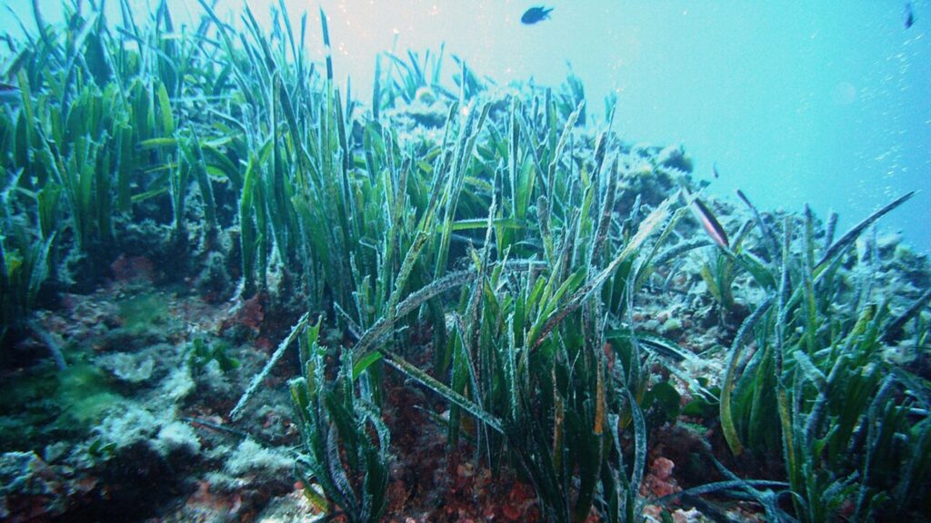 Tutela del mare, ecologia e barriera corallina – Paper Eco