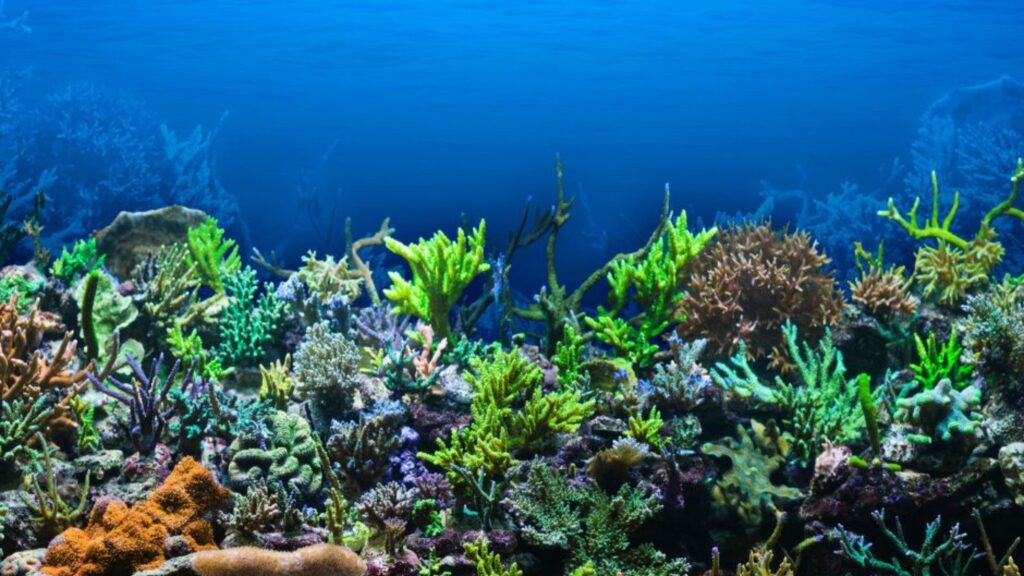 Tutela del mare, ecologia e barriera corallina – Paper Eco