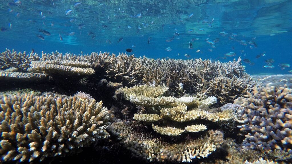 Tutela del mare, ecologia e barriera corallina – Paper Eco