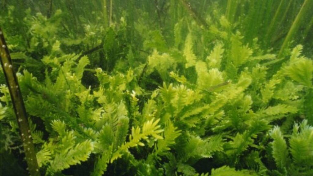 Tutela del mare, ecologia e barriera corallina – Paper Eco