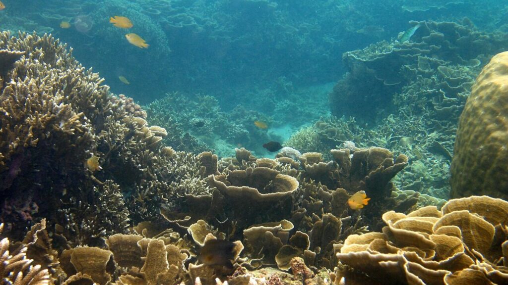 Tutela del mare, ecologia e barriera corallina – Paper Eco