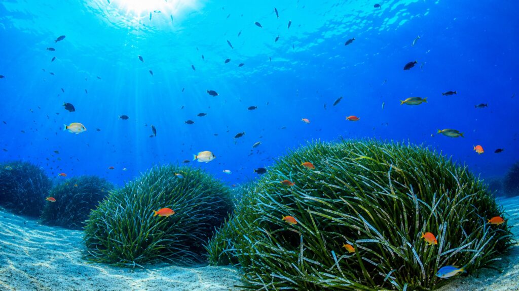 Tutela del mare, ecologia e barriera corallina – Paper Eco
