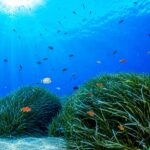 Tutela del mare: l'importanza della Posidonia – Paper Eco