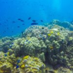 Tutela del mare, ecologia e barriera corallina – Paper Eco