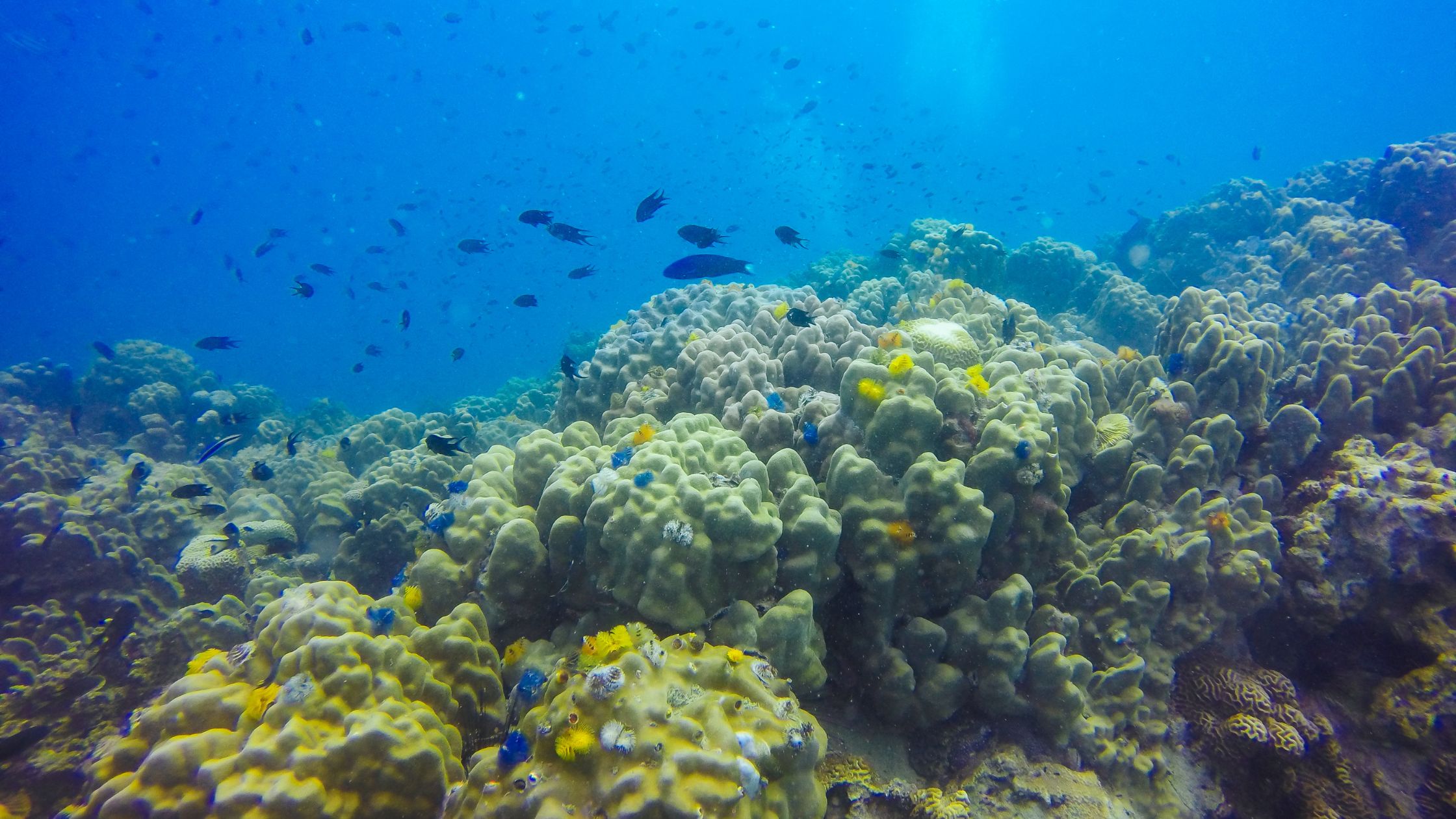 Tutela del mare, ecologia e barriera corallina – Paper Eco